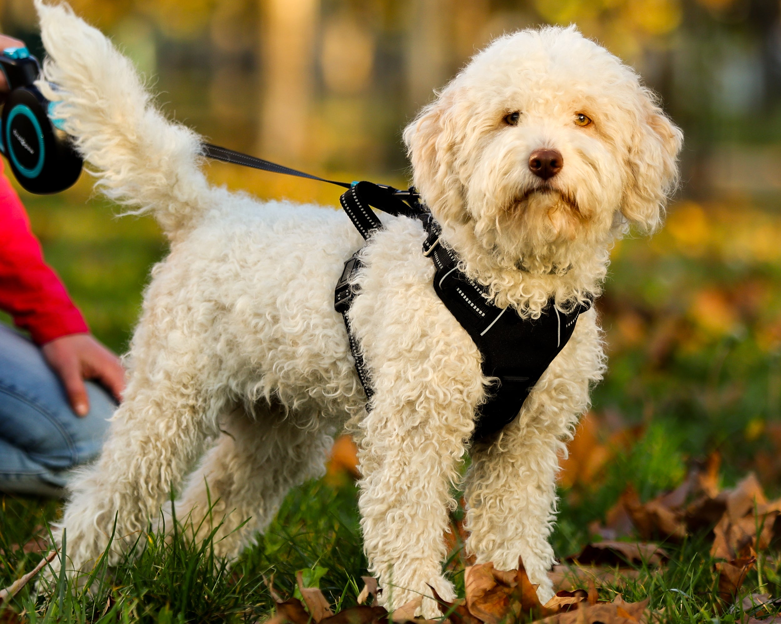 haapaw – Harnais anti-traction pour chien de taille moyenne et